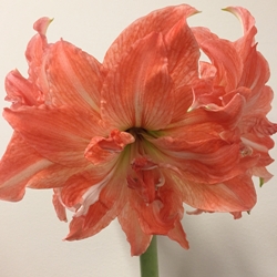 Lady Jane Amaryllis